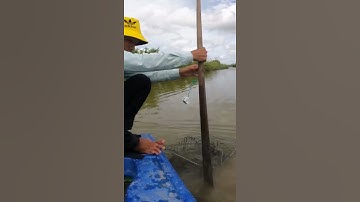 Trải nghiệm bắt cua tại Vuông tôm cà mau #camauvlog