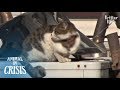 Kitten Tied With A Rope Around His Neck Still Believes In Miracles | Animal in Crisis EP130