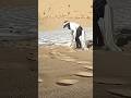 How they reverse the environmental pollution #shorts