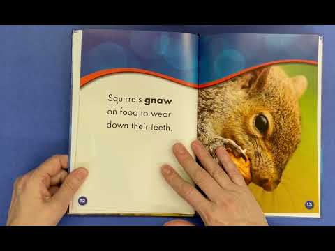 Backyard Animals Squirrels by Kim DAHL