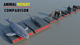 Animal Weight Comparison | 3d Animation Comparison