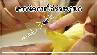 EP28 เทคนิคการใส่ห่วงขานก ง่ายมากๆ | Chabie Bird