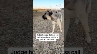 Looking more lk an Anatolian lion everyday, 15 mo old livestock guardian dog reacts to distress call