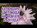 Календарь цветовода на февраль 2021 года. Агрогороскоп для цветочных растений