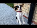 How to Stop Loose Gravel Stones! 'Stone Mix' Review and Tutorial by Blogger and Beagle 🐕
