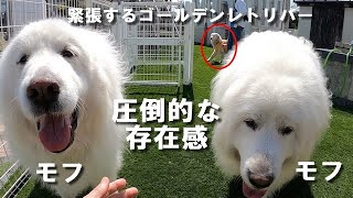 ドッグフードの王者ブッチの魅力はいか程か ゴールデンレトリバーのはっち Golden Retrieverはっちの奮闘記