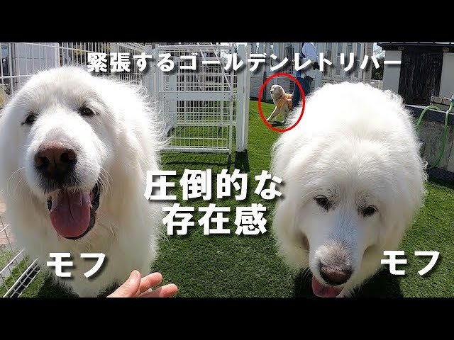 北海道のお土産でもぐもぐタイム ゴールデンレトリバーのはっち Youtube
