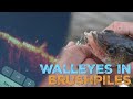 Spring walleyes in river brushpiles