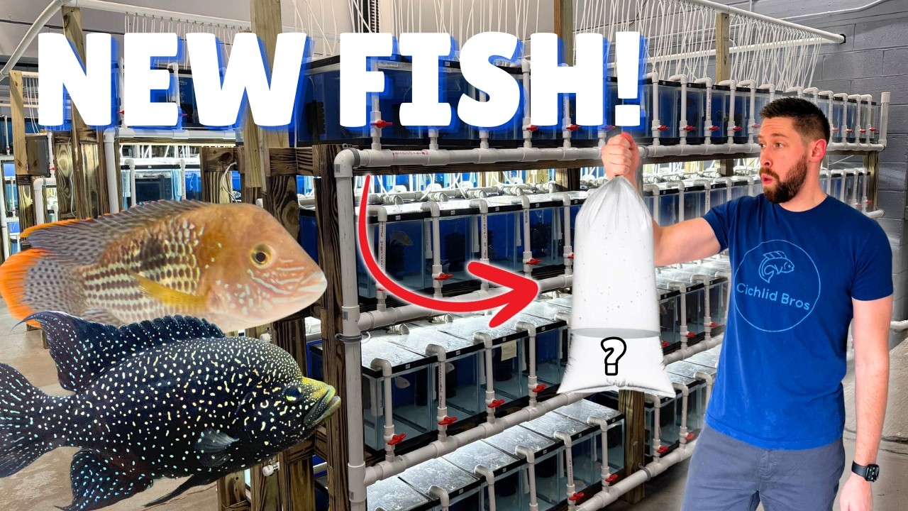 Buying New Fish from Incredible New Fish Store (Private Tour)
