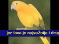 Elektrini orgazam  zlatni papagaj