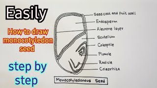 How to draw monocotyledon seed। ।monocot seed  labeled diagram ।।step by step guide