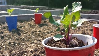 Organic Square Foot Garden 4: Planting!