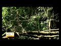 Eva Muller on World Forestry Congress 2015 in Durban ICC