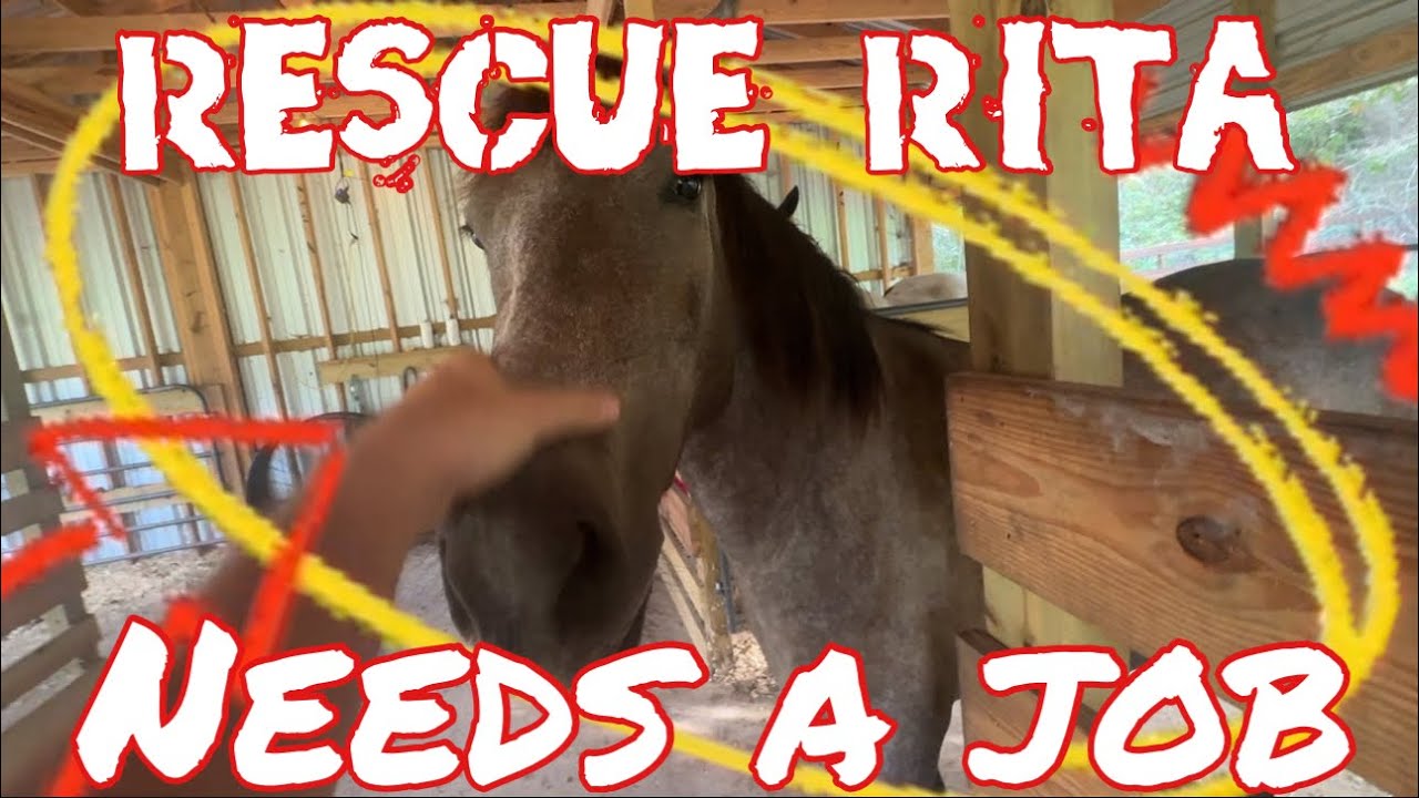 Rescue Horse Needs A Job - YouTube