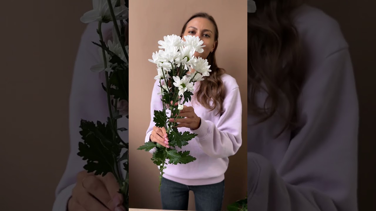 Кустовые хризантемы. Как сохранить свежесть букету