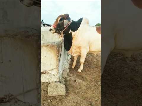 Mashaa Allah Kia Bachra 2026 Nasheed Goat Dehatizoovilog Funkmusic Cow Animals Animallife