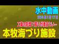 水中動画（2026年3月17日）in 本牧海づり施設