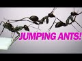 Huge-Eyed Jumping Ants! Gigantiops destructor