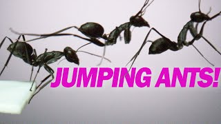 Jumping Ants! Gigantiops destructor