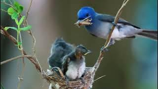 BURUNG KEHICAP - Sarang burung kehicap ranting dari membuat sarang sampai anaknya besar