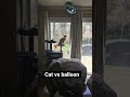 Friday the cat attempts to dominate one balloon.#pets #kitten #cat