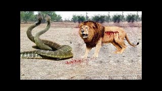 مدهش الأسد مقابل الأفعى والملك كوبرا. الحيوانات البرية قتال LeÃ³n vs Serpiente.