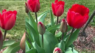 Clolorblends Big Red Tulips