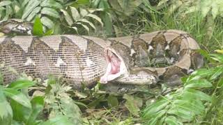 Ular piton makan babi hutan di kelapa sawit ⏪