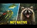 American Animals That Became Invasive Nightmares Worldwide