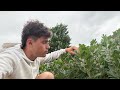 Tour de plaine 🌱 (féverole et culture de printemps) -2026 