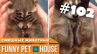 СМЕШНЫЕ ЖИВОТНЫЕ И ПИТОМЦЫ #102 АВГУСТ 2019 | Funny Pet House