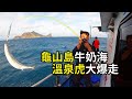 【海釣船釣魚】龜山島溫泉虎沒有在客氣的，起魚的時候一個不小心就會拉起一面八掛網