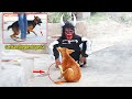 Horn monster tiger costume prank village street dogs try to not laugh