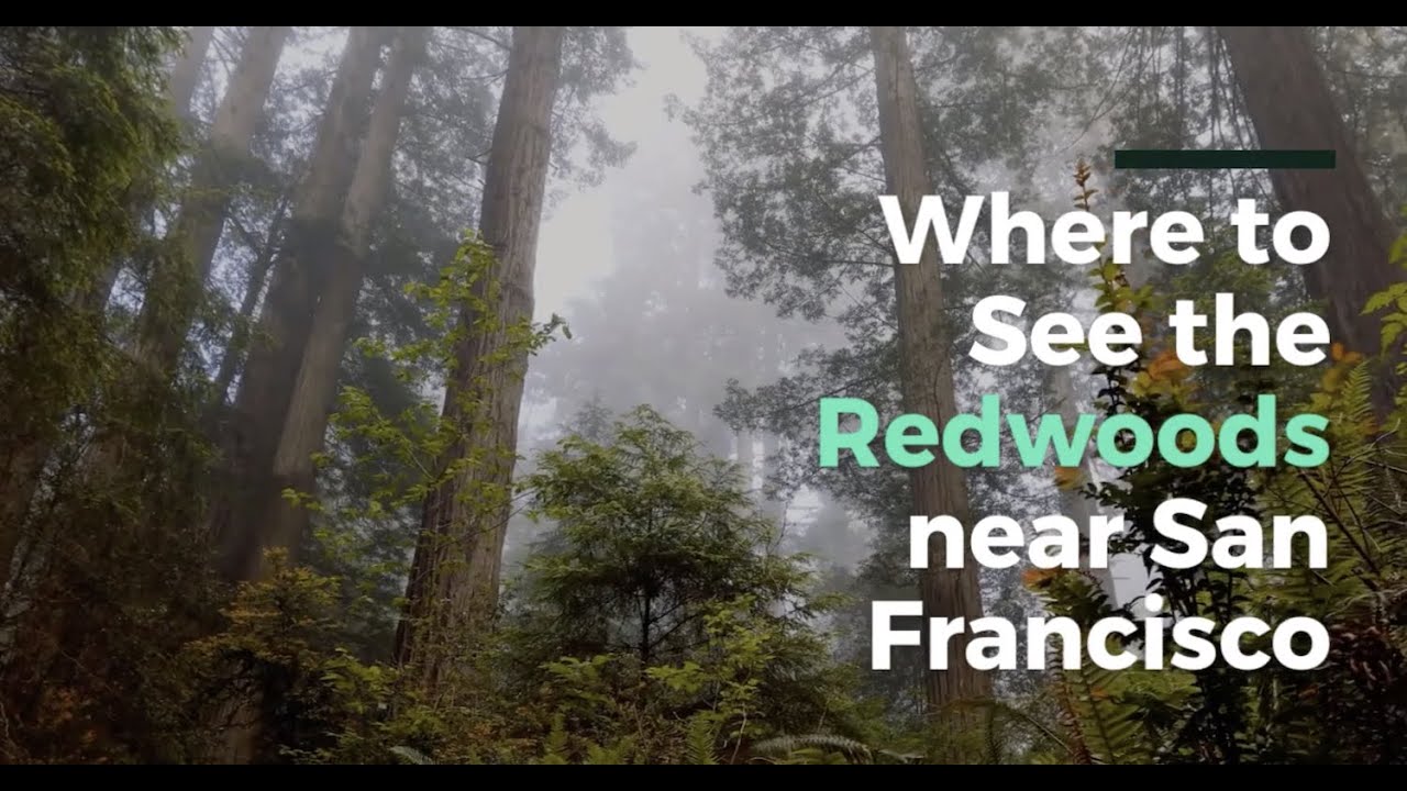 The Best Places to See the Redwoods near San Francisco