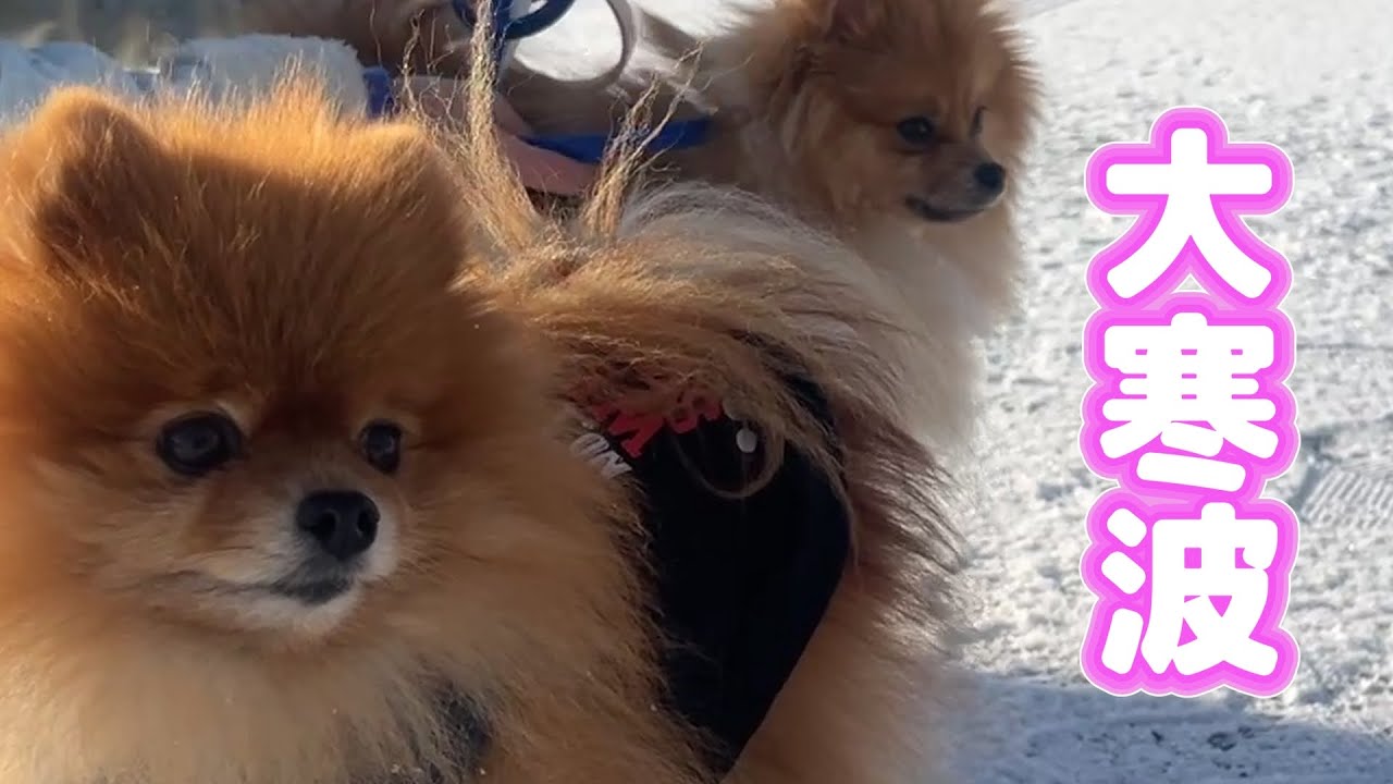 【初雪】るい坊、初めての雪にビックリ！れお君の反応は…【ポメラニアン】