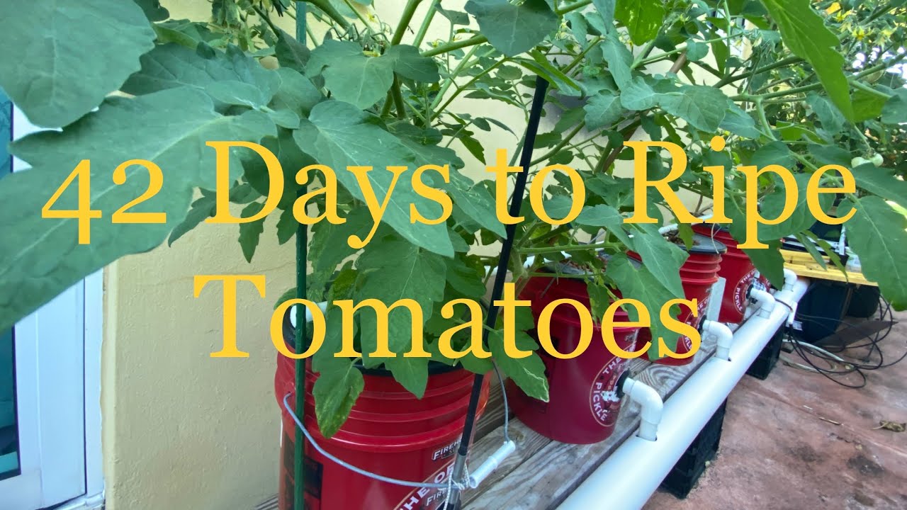 How to clone Tomato Plants in Dutch Bucket in 42 Days Cutting to Ripe Fruit