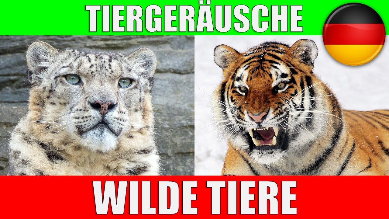 So jagt der Gepard | Reportage für Kinder | Anna und die wilden Tiere