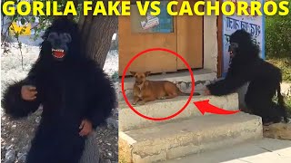 VIDEOS ENGRAÇADOS 2021 TROLLANDO CACHORROS 😱😄