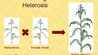 Corn Breeding - Part 2