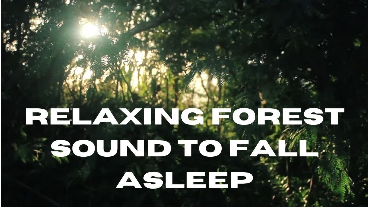 Relaxing Forest Sound [ASMR] to Fall Asleep or Meditate