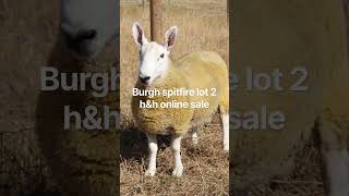 Whole Flock Shorn In One Marathon Session