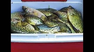 Crappie are how big in lake Milton, Ohio