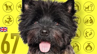 #67 Cairn Terrier ❤ TOP 100 Cute Dog Breeds Video