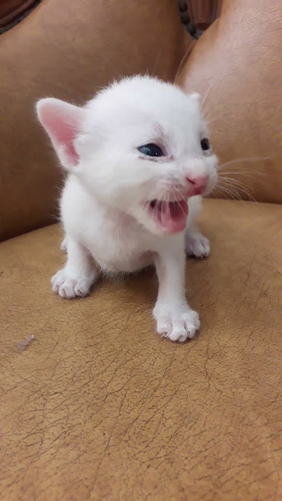 Anak Kucing Lucu Memanggil Ibunya #kitten #kucing #cat