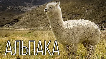 Альпака: Милый верблюд Южной Америки | Интересные факты про животных Планеты Земля | Альфа банк