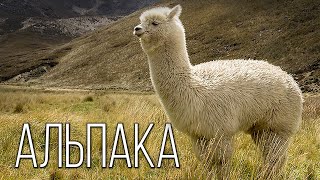картинка: Альпака: Милый верблюд из Южной Америки | Интересные факты про альпака