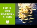 Easiest Way To Grow Oyster Mushrooms At Home | GroCycle