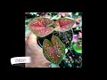 175+ Caladium Varieties with Names  part 2 / Caladium Collection / Plantify