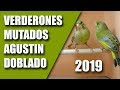 VISITANDO AVIARIOS (VERDERONES MUTADOS) 2019