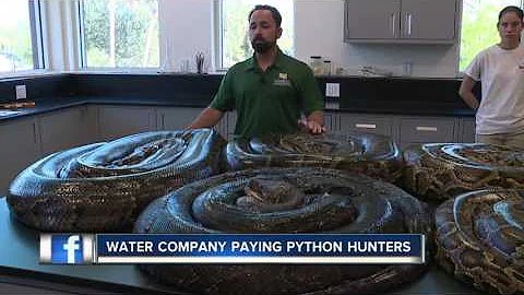 Florida Water Company Paying People to Hunt Pythons